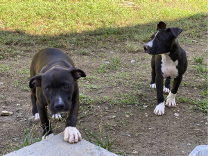 Rescued Pitbull Puppies
