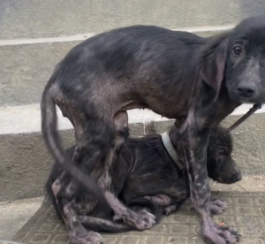 Parvo and Demodectic Mange